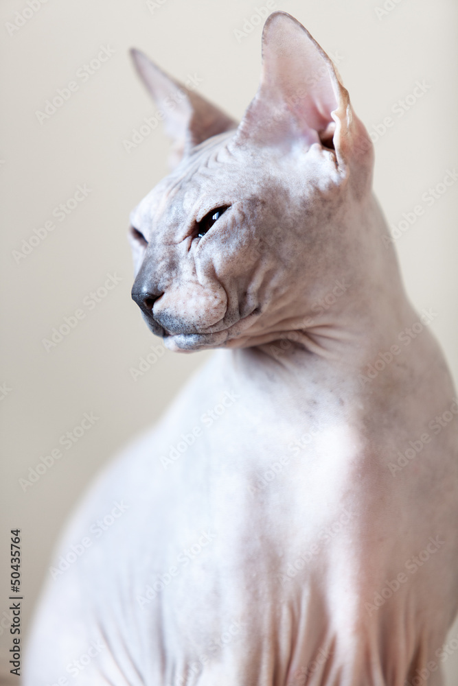 Sphynx hairless cat portrait