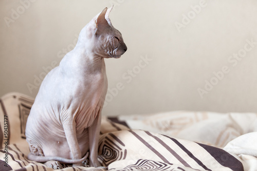 Calm cat sphinx sitting on a bed in the bedroom. Copyspace