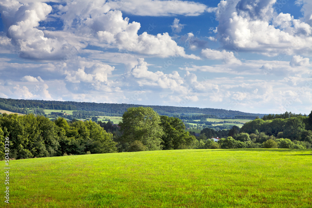 Meadow and forest edge spring day.