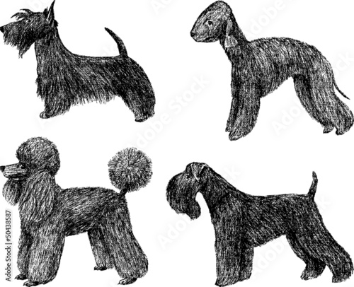 Toy dogs