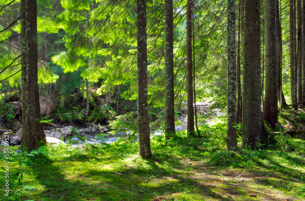 Obraz premium green forest