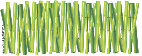 the background of the green bamboo