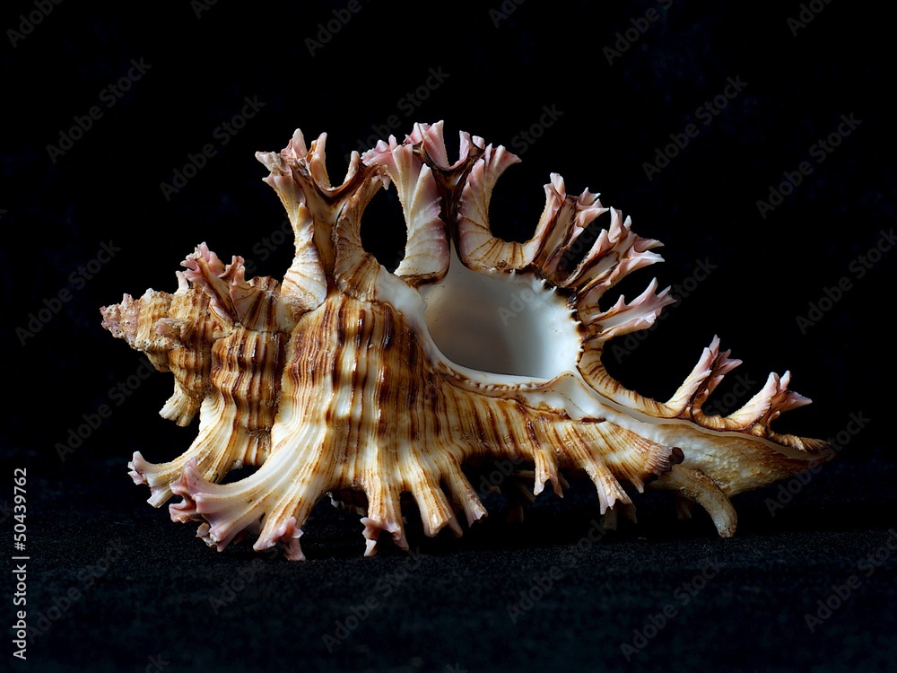 One isolated murex seashell in black background One isolated murex seashell in black background