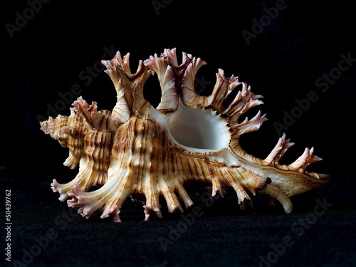 One isolated murex seashell in black background