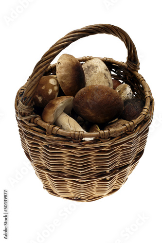 Basket full of cepe mushrooms on white background