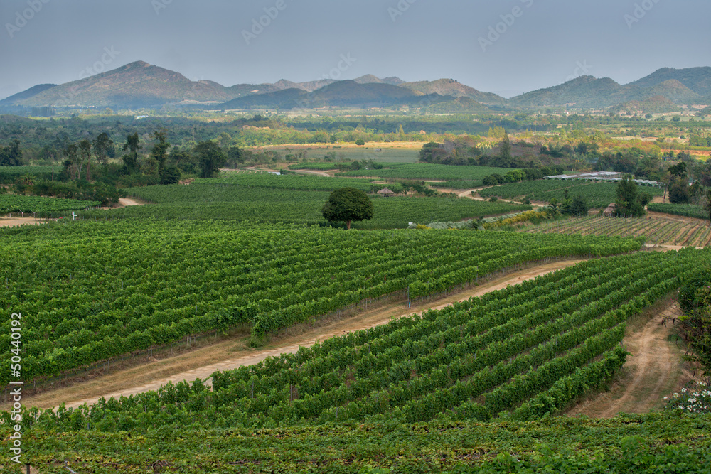 Hua Hin Hills vineyards, Thailand