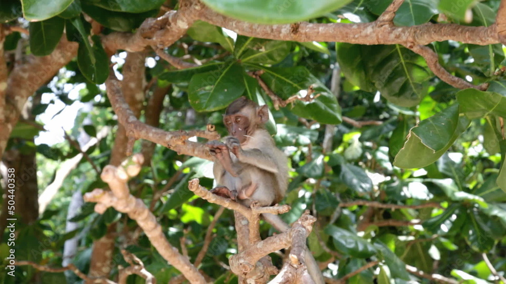 One little white monkey cleaning his feet on tree One little white monkey cleaning his feet on tree