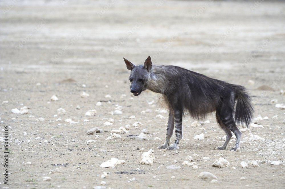 Brown Hyaena (Hyaena brunnea) in the Kalahari desert