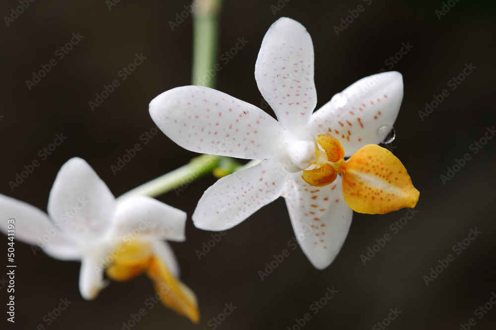 Fototapeta premium Phalaenopsis Mini Mark hybrid