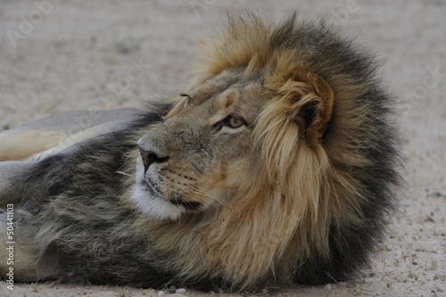 Male lion  Panthera leo  relaxing