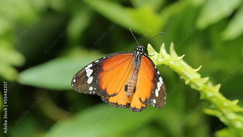 Queen butterfly. Shallow DOF. Queen butterfly. Shallow DOF.