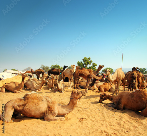 camels during festival in Pushkar