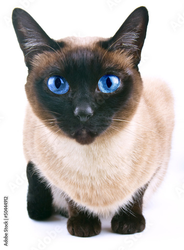 Siamese cat isolated on the white background