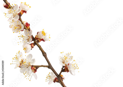 Flowering branch of sweet cherry