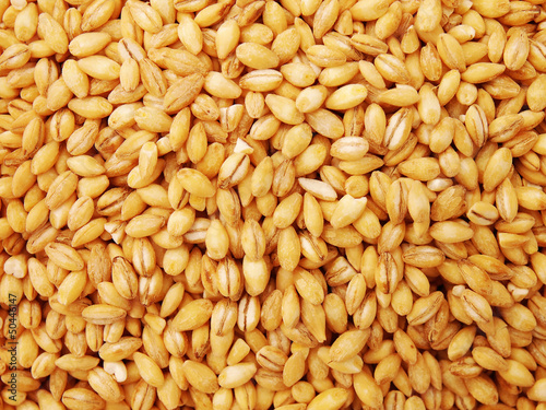 Close Up Of Pearl Barley