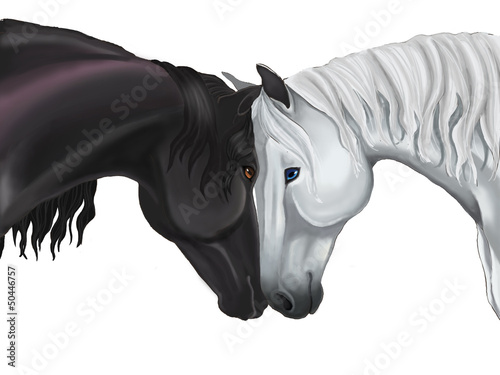 Couple horse sharing their love in white background