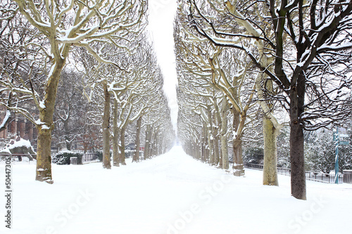 Photography Jardin de Plantes under the snow, Paris