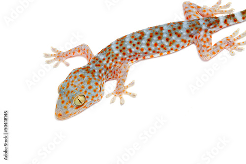 closeup gecko