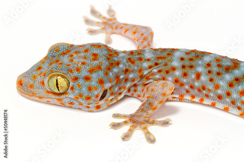 closeup gecko