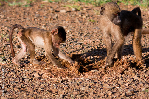 Baby baboon playing with mother photo