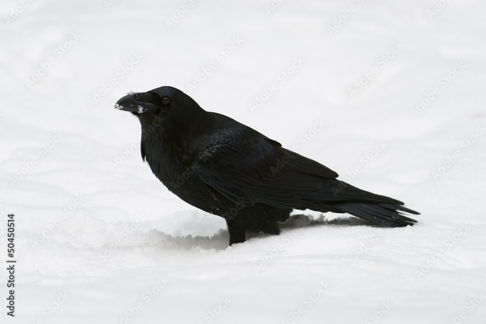 Kolkrabe, Common Raven, Corvus corax Kolkrabe, Common Raven, Corvus corax
