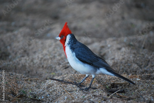 red crested cardinal on beach photo