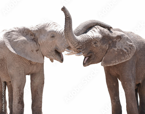Elephant couple against white background © irishmaster