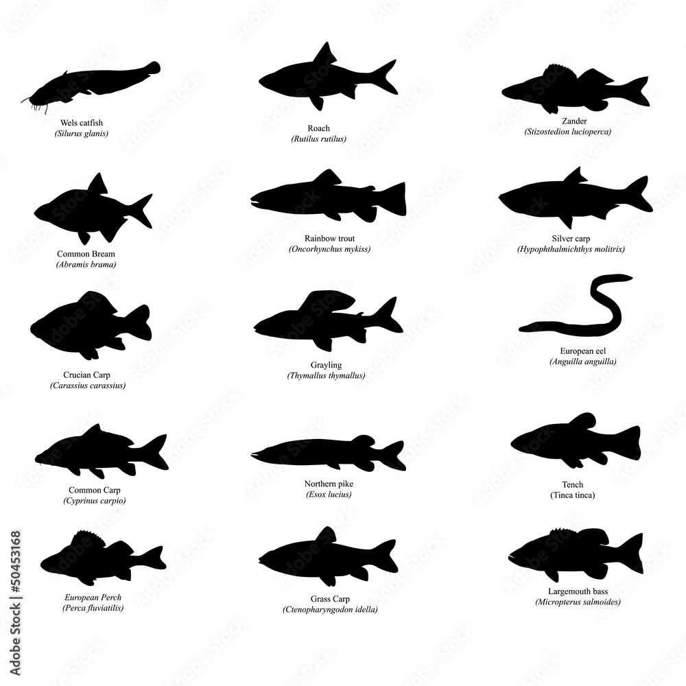Obraz premium silhouettes of european fishes