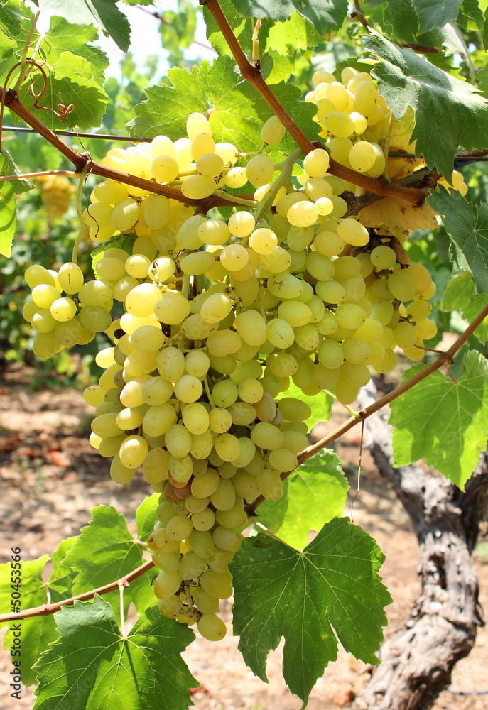 custom made wallpaper toronto digitalharvest of green grapes