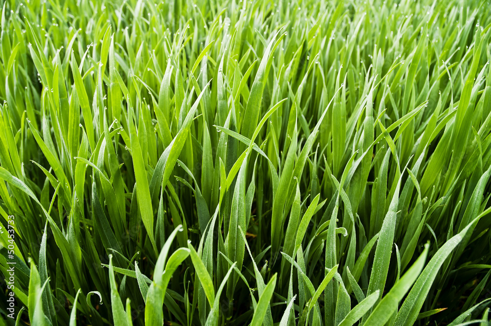 Wheatfield - juicy green grass with dew drops Wheatfield - juicy green grass with dew drops