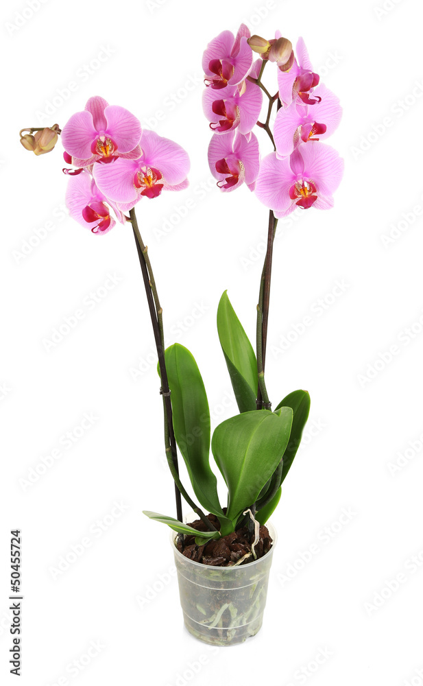 Gentle beautiful orchid in flowerpot isolated on white