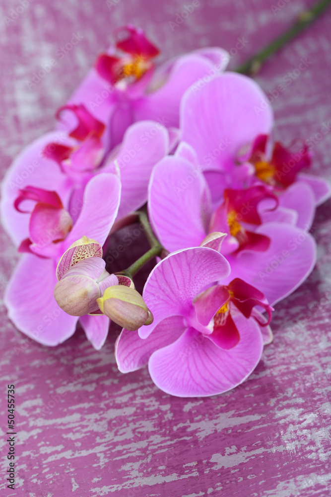Gentle beautiful orchid on wooden table close-up Gentle beautiful orchid on wooden table close-up
