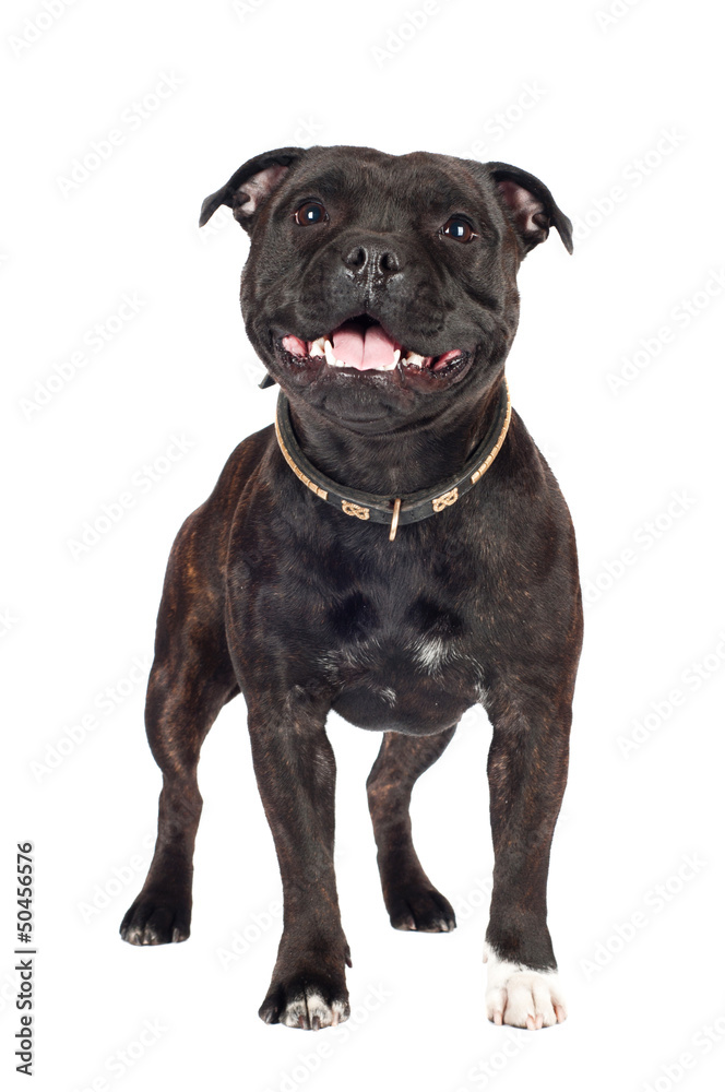 Obraz premium staffordshire bull terrier dog standing