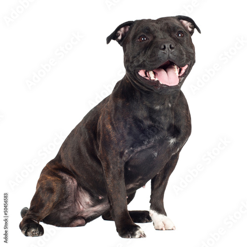 staffordshire bull terrier dog