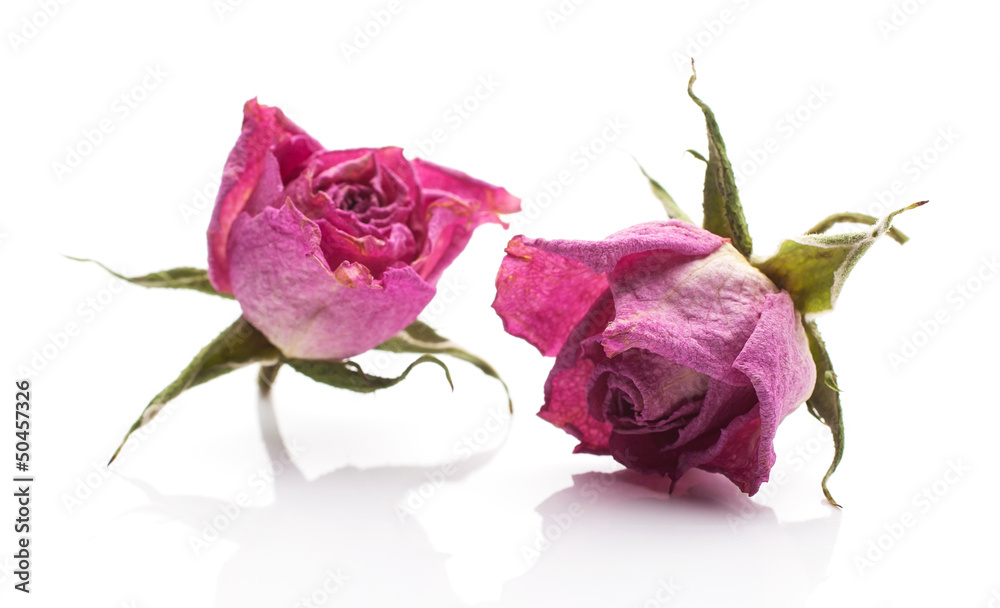 Dried rose. Dried rose.