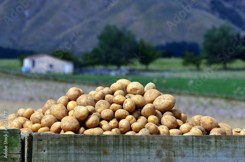 Potatoes field
