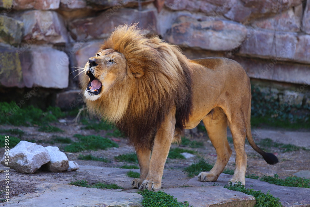 Naklejka premium Lion Roaring