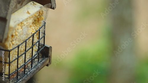 Brown Bird in Winter photo