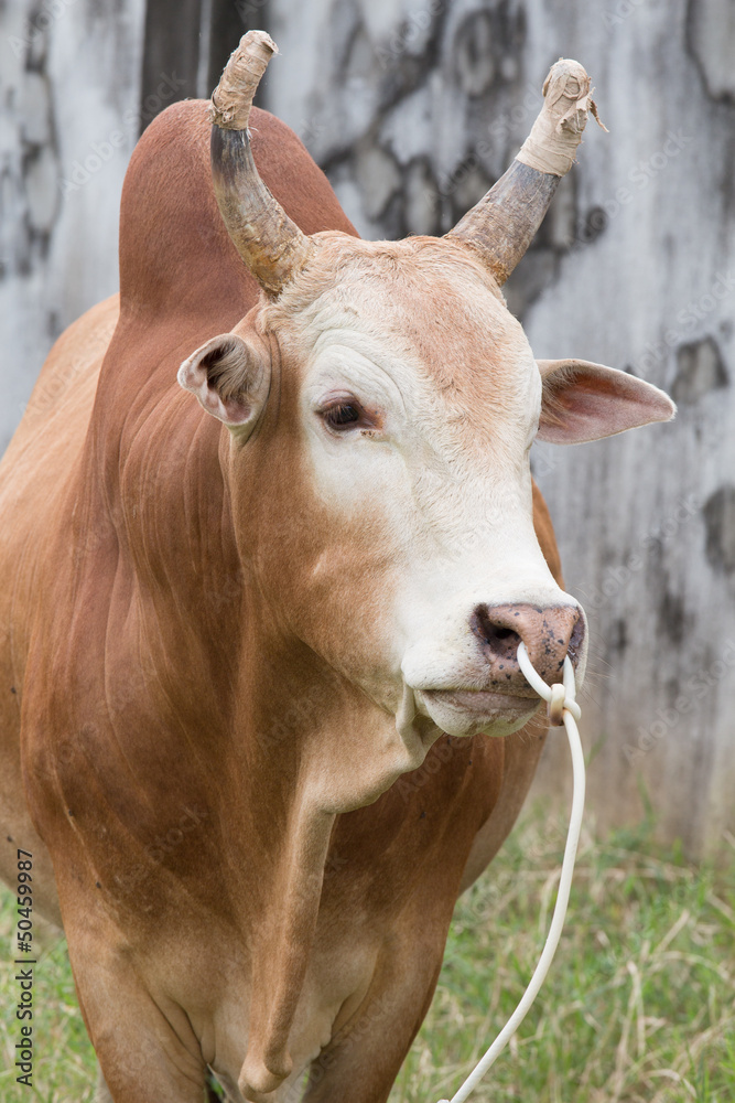Red Cow Red Cow