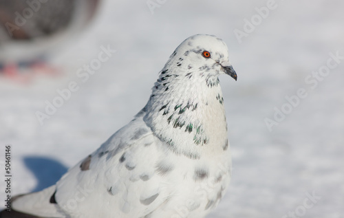 portrait of a white dove
