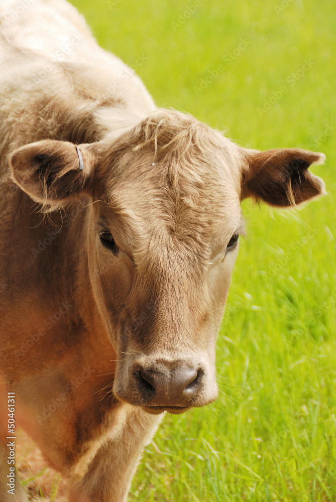 Fototapeta premium Brangus Steers