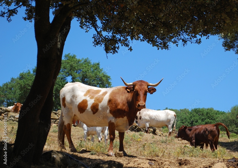 Cows in field, Andalusia, Spain © Arena Photo UK Cows in field, Andalusia, Spain © Arena Photo UK