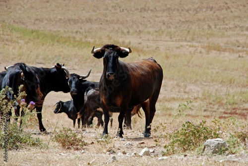 Fototapeta Naklejka Na Ścianę i Meble -  Bulls in field, Medina Sidonia, Andalusia © Arena Photo UK