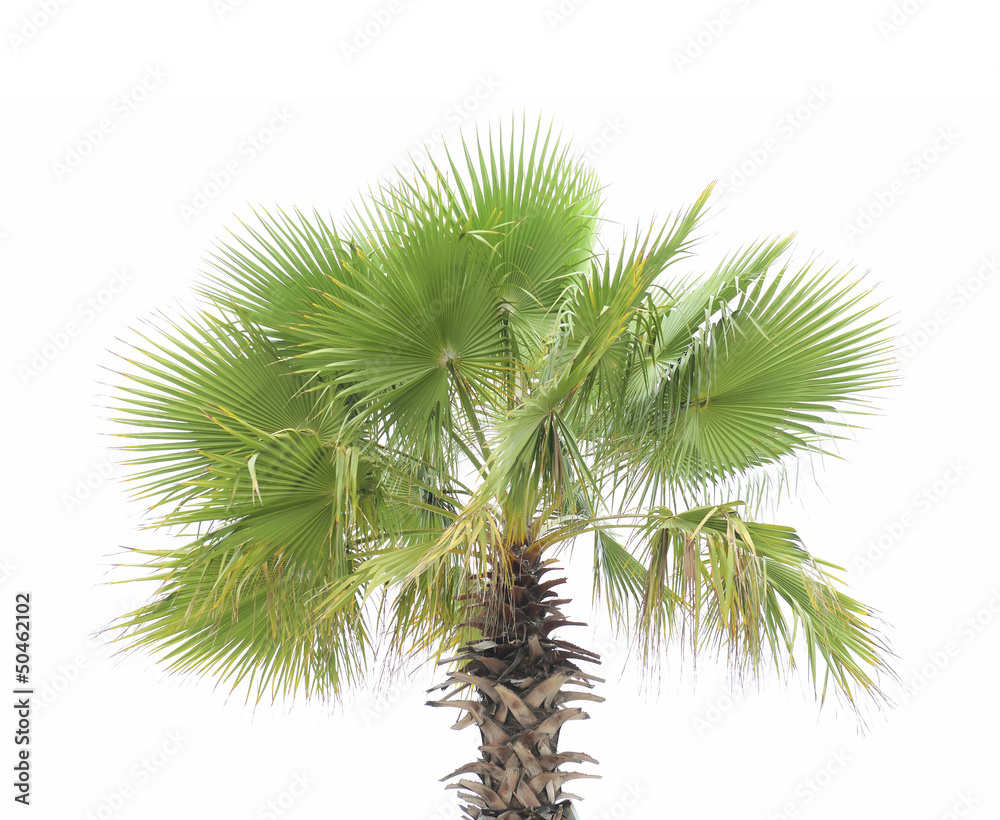 green palm green palm