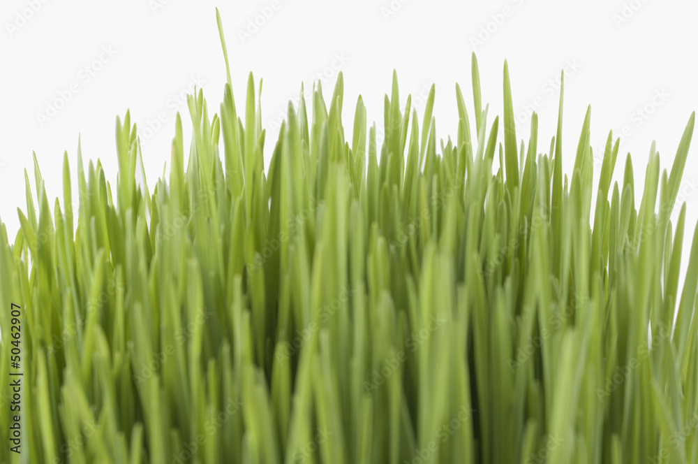 novruz grass novruz grass