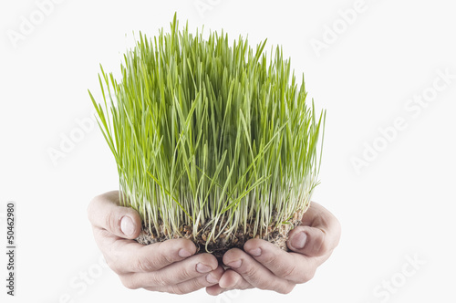 novruz grass
