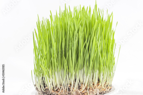novruz grass