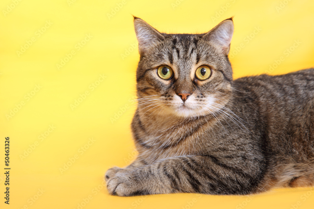 gray striped cat on a yellow background