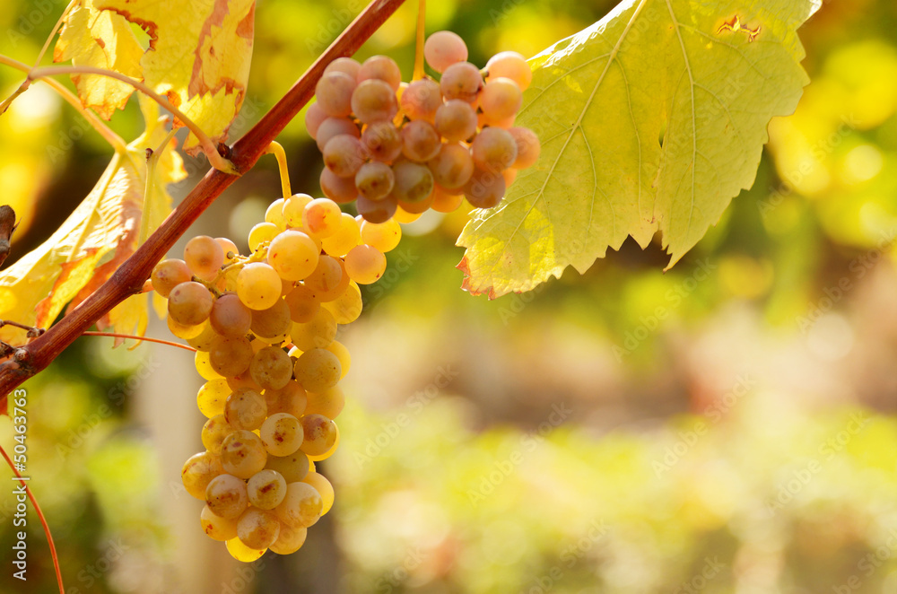 Fototapeta premium Green grapes on vine