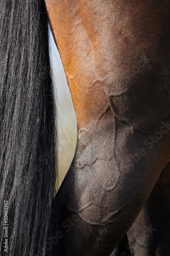Fototapeta Naklejka Na Ścianę i Meble -  horse leg